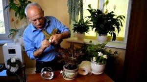 КАК РАЗМНОЖИТЬ КРОТОН ЧЕРЕНКАМИ . 100 % способ.КРОТОН УКОРЕНЯЕМ ЧЕРЕНКИ ,