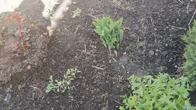 МОЙ ВЕСЕННИЙ ЦВЕТНИК