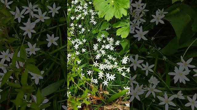 Додекатеон 'Album' и птицемлечник Балансы - Dodecatheon 'Album' & Ornithogalum balansae 24.05.23