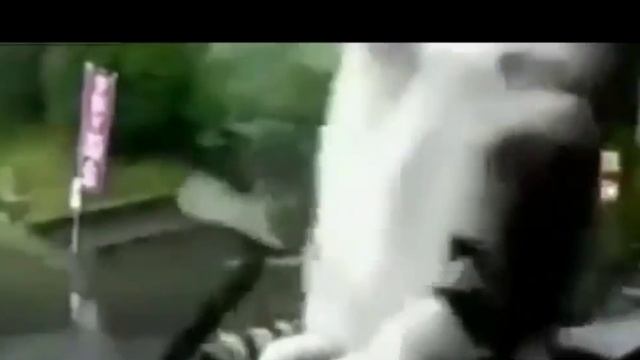 Весёлый мурлыкающий народец? Угарная подборка?