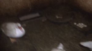 Содержание и разведение мускусных уток (начало)