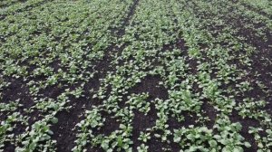 Почвенный гербицид на озимом рапсе. Внесение, осмотр.