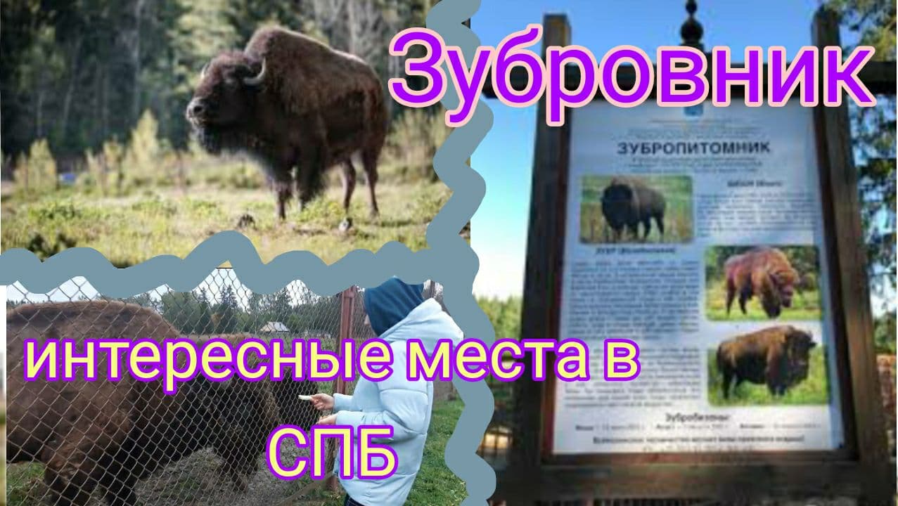 Зубровник в токсово схема парка