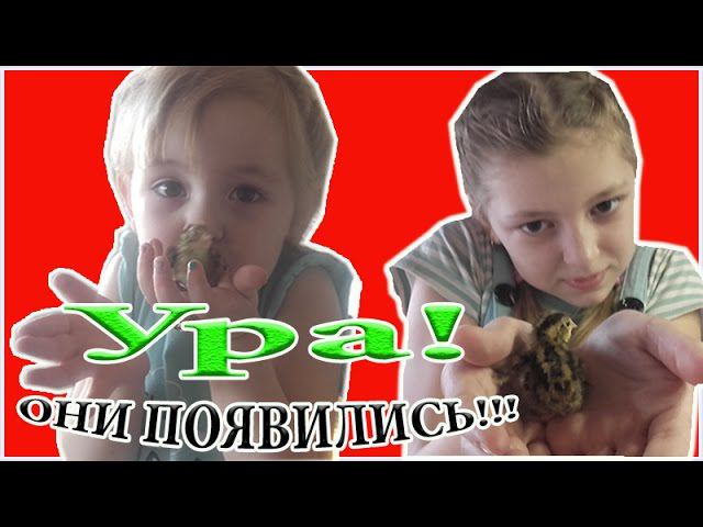 Перепела.  Вылупление перепелов. Инкубация перепелов без переворота. ЛПХ Меркурий. Моё подворье
