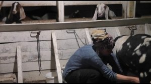 Коза окотила барашка