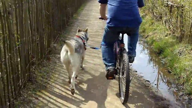 Kavik Inuit Dog Jogging Along