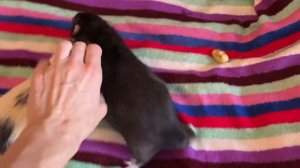 Как быстро и легко закапать крысе лекарство в уши?! #rat #animal #животные #крысы