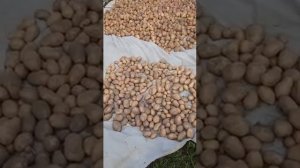 Картофель 2022. Мои семена на Ярославской земле.