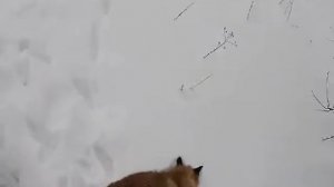 охота на лису с подхода зимой