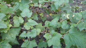 Где лучше Садить Смородину для Большого урожая. Ягоды.