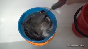 Ротан вяленый в домашних условиях