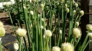 Нашествие бабочек боярышницы