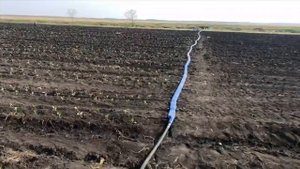 Высадка капусты заказ ф1 в поле