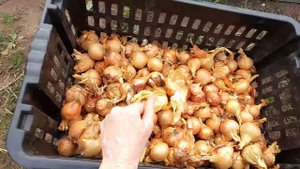 Лук на зелень ранней весной. И мои собачки