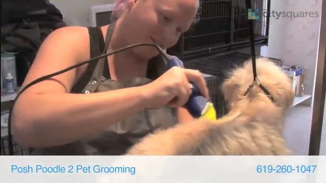 Posh Poodle 2 Pet Grooming смотреть онлайн