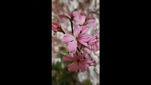 Лучшие сортовые пеларгонии.Падший ангел. Стеллар , звездчатая пеларгония Fallen Angel.Сравнение с .