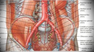 Анатомия с АВ. Грудная и брюшная аорта (aorta thoracica et abdominalis).
