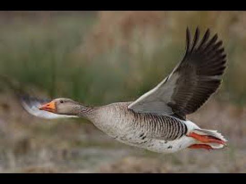 Весенняя провокация  3.