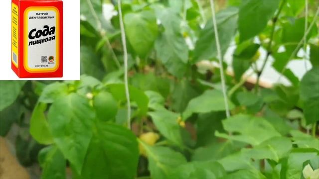 Пищевая сода – естественная защита от болезней и вредителей смотреть онлайн