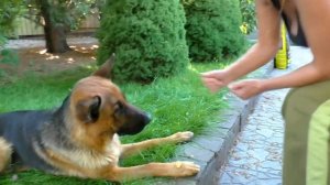 Все любят РЭЯ! Кобель немецкой овчарки 2 года. Male German Shepherd 2 years.