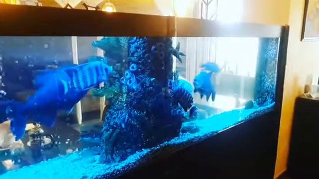 1200л. Реализуем любой проект!!! смотреть онлайн