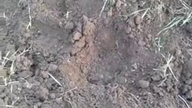 СЕЕМ ОГУРЦЫ (КИТАЙСКИЕ)ПОД ПЛАСТИКОВЫЕ БУТЫЛКИ(16.04.16) смотреть онлайн