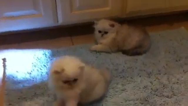 Shaded Silver Persian kittens playing смотреть онлайн