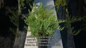 Можжевельник на Урале: посадка и уход