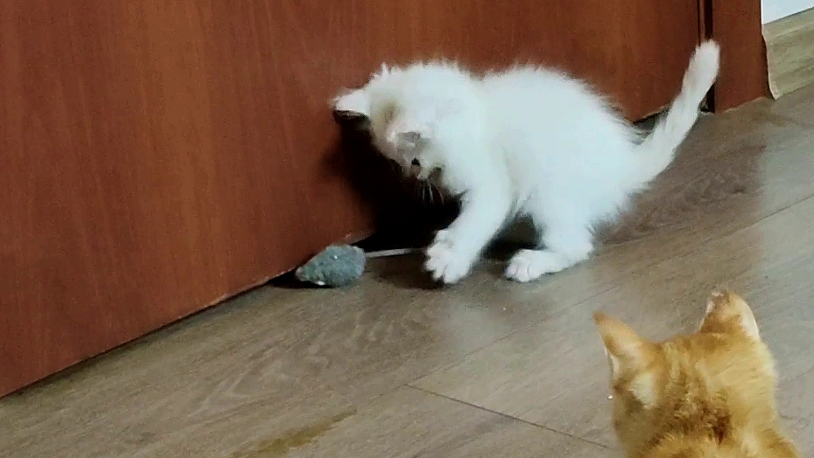 Котята играют с игрушечной мышкой.
