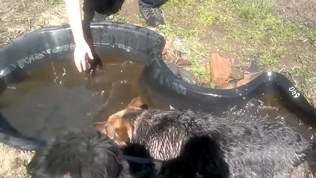 Собака любит купаться))))) смотреть онлайн