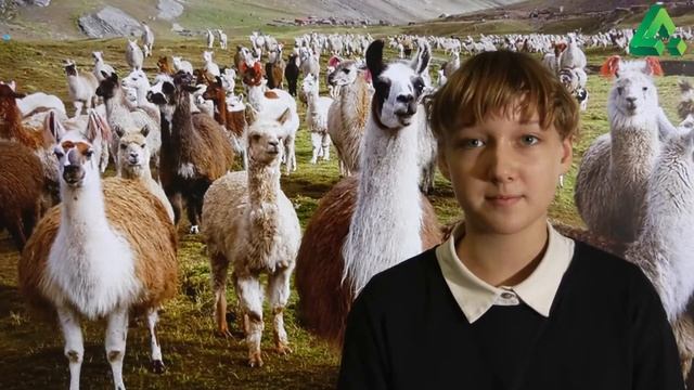Чем отличается лама от альпаки? смотреть онлайн