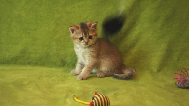 Кот Bonifaziy SunRay Британский котенок черного золотого тикированного окраса BRI ny 25
