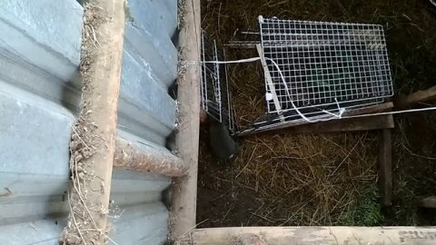 Ловушка на кролика. Пойман последний кролик в Кроличей яме.