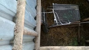Ловушка на кролика. Пойман последний кролик в Кроличей яме.