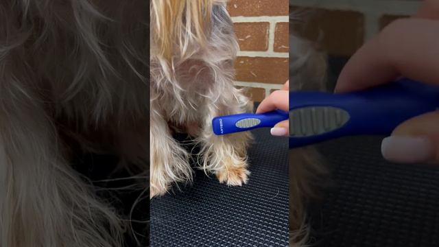 как расчесать штанишки йорку #шорт #шортс #домашниеживотные #йорк #собака смотреть онлайн