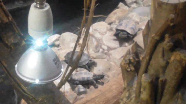 АКВАРИУМ гладим рыб Зоопарк в Германии Часть 2 Zoo Osnabrück смотреть онлайн