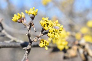 В Крыму зацветает кизил