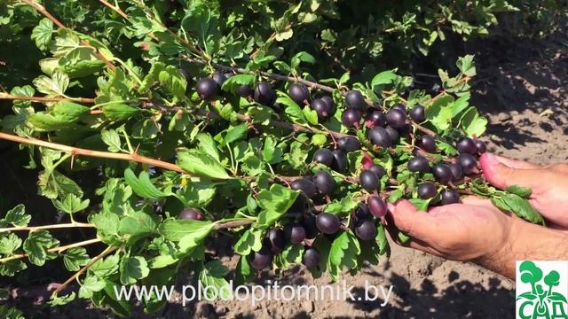 ? Крыжовник сорт ЧЕРНОМОР. ? смотреть онлайн