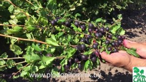 ? Крыжовник сорт ЧЕРНОМОР. ?