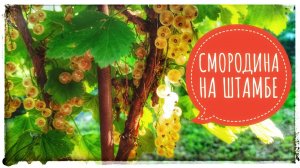 СМОРОДИНОВОЕ ДЕРЕВО ЧЕРЕЗ 2 ГОДА ПОСЛЕ ПОСАДКИ. СМОРОДИНА НА ШТАМБЕ. ШТАМБОВАЯ СМОРОДИНА НА ДАЧЕ.