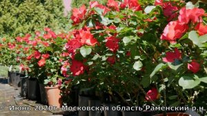 Роза Робуста идеальное решение для живой изгороди.