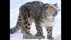 Если капибары захватили мир #1