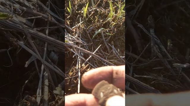 Хабаровск коп монет смотреть онлайн