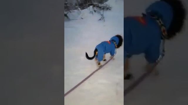 Приколы, смешные животные ? коты и ? собаки. Подборка ????????????????. смотреть онлайн