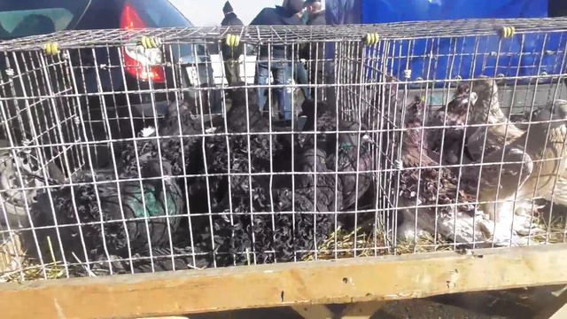 Выставка голубей г.Кировоград (05.03.17) смотреть онлайн