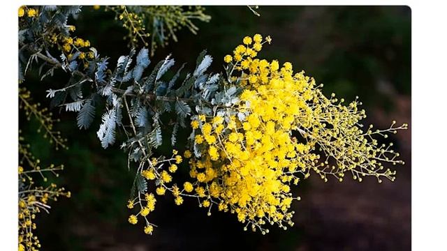 Акация серебристая( Acacia dealbata) смотреть онлайн