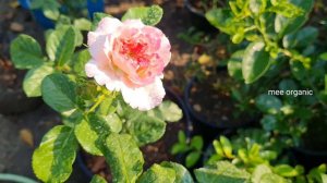 Aube Rose in small garden | กุหลาบพันธุ์ โอ๊ป สวย หวาน มีกลิ่นหอม | mee organic