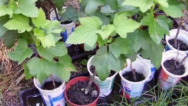 ВЕСЕННЕЕ РАЗМНОЖЕНИЕ РАСТЕНИЙ смотреть онлайн