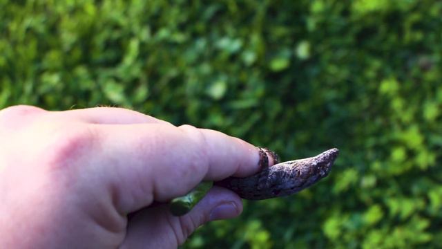 Catching Anole lizards for earrings in Florida! 🦎 смотреть онлайн