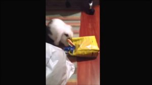 Забавные кролики  Веселая видео подборка!